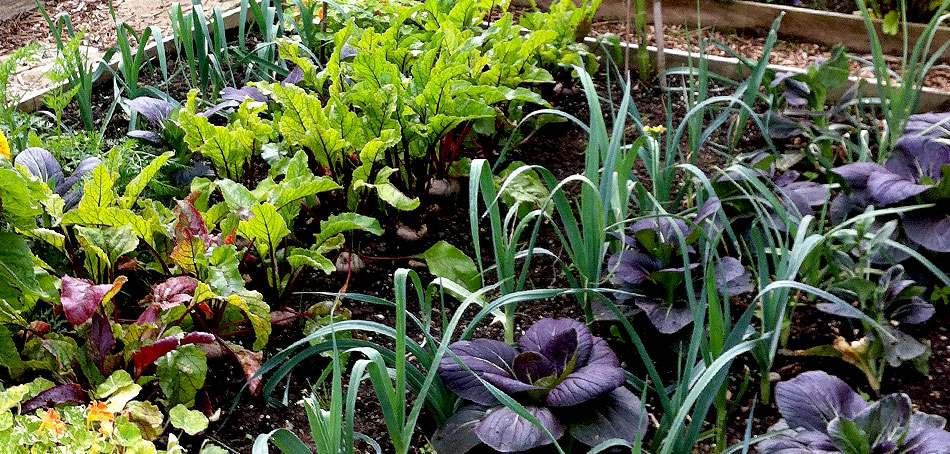 Allotments - A pleasure rediscovered